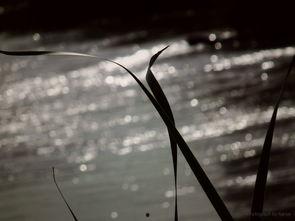 黄河裸泳爆料视频,揭秘网络爆料的背后真相